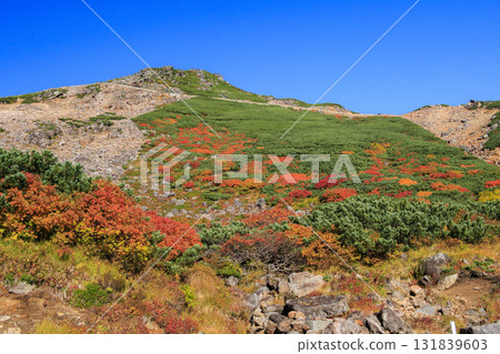 Autumn leaves at Norikura 131839603