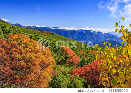 Autumn leaves at Norikura Autumn leaves at Norikura 131839623