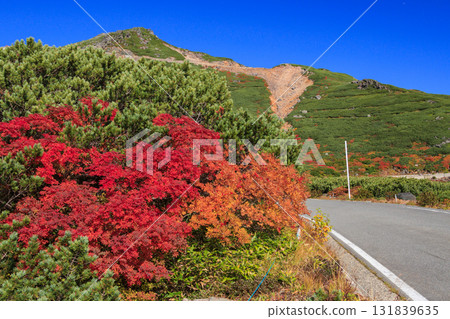 乘鞍的紅葉 131839635