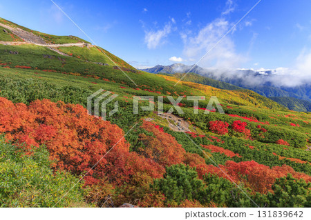 乘鞍的紅葉 131839642