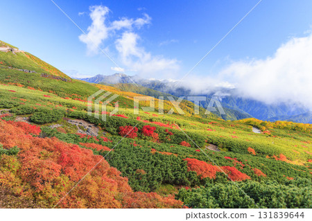 Autumn leaves at Norikura 131839644