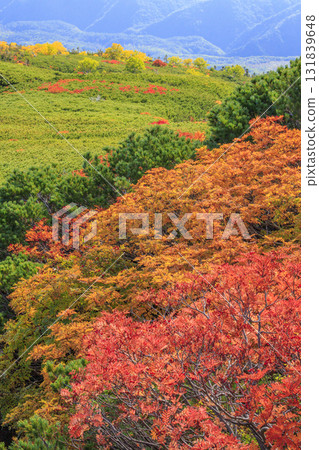 Autumn leaves at Norikura 131839648