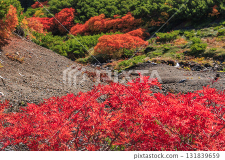 Autumn leaves at Norikura 131839659