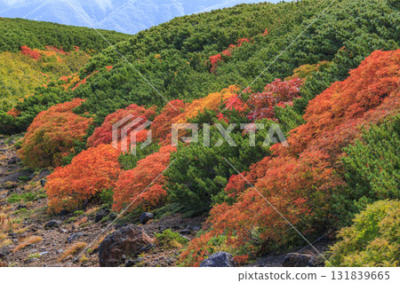 Autumn leaves at Norikura 131839665