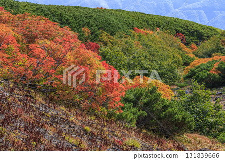 Autumn leaves at Norikura 131839666