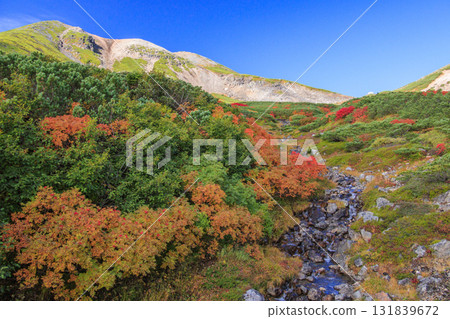 Autumn leaves at Norikura 131839672