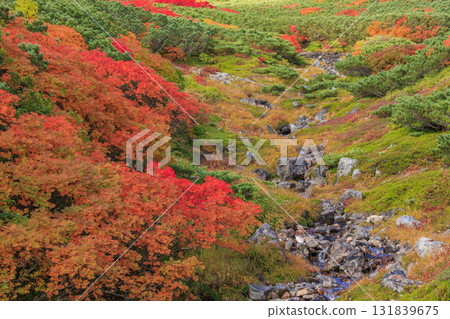 Autumn leaves at Norikura 131839675