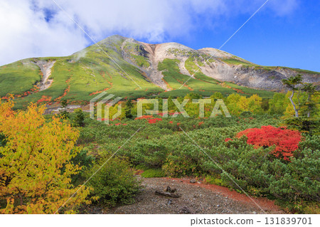 乘鞍的紅葉 131839701