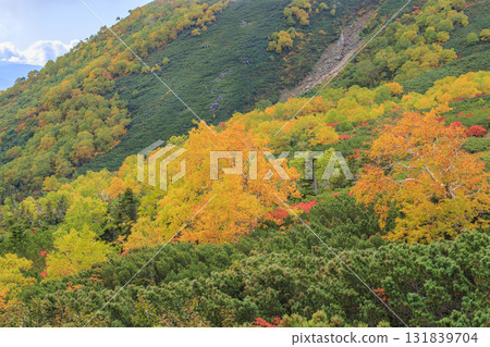 乘鞍的紅葉 131839704