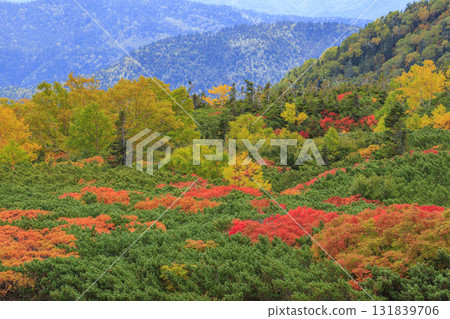 乘鞍的紅葉 131839706