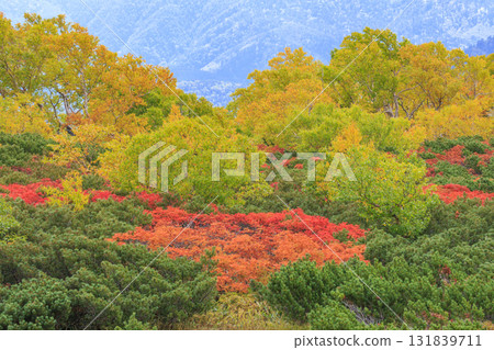 乘鞍的紅葉 乘鞍的紅葉 131839711