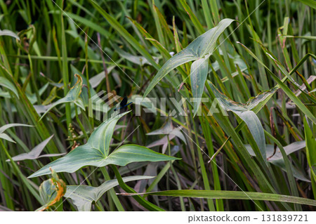 The wild aquatic plant Sagittaria sagittifolia grows in slow-flowing water 131839721