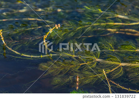 Ceratophyllum demersum aquatic plant in a stream Ceratophyllum demersum aquatic plant in a stream 131839722
