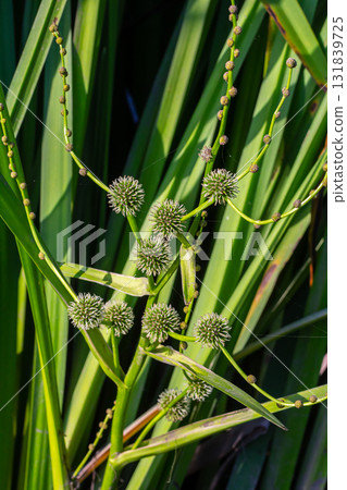 Branched hedgehog Sparganium erectum - flowering plant in the garden pond of a natural garden Branched hedgehog Sparganium erectum - flowering plant in the garden pond of a natural garden 131839725