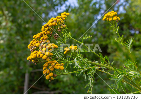 Tansy Tanacetum vulgare wild plant in summer 131839730