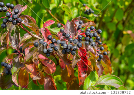 Cornus sanguinea is a perennial plant of the sod family. A tall shrub with small flowers and black inedible berries. Turf-well is grown as an ornamental plant Cornus sanguinea is a perennial plant of the sod family. A tall shrub with small flowers and black inedible berries. Turf-well is grown as an ornamental plant 131839732