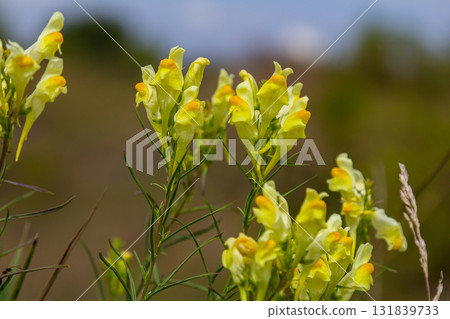 Flaxseed or wild snapdragon Linaria vulgaris is a medicinal herb. Wildflowers inflorescence Flaxseed or wild snapdragon Linaria vulgaris is a medicinal herb. Wildflowers inflorescence 131839733