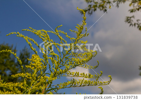 Canadian goldenrod, cluster of small yellow flower heads, close up. Solidago canadensis or brendiae is an ornamental perennial herb, herbaceous flowering plant of the family Asteraceae, Compositae Canadian goldenrod, cluster of small yellow flower heads, close up. Solidago canadensis or brendiae is an ornamental perennial herb, herbaceous flowering plant of the family Asteraceae, Compositae 131839738