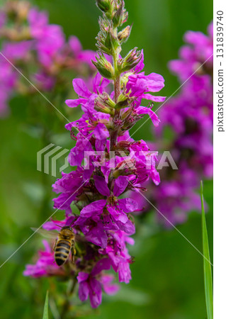 Purple loosestrife Lythrum salicaria inflorescence. Flower spike of plant in the family Lythraceae, associated with wet habitats Purple loosestrife Lythrum salicaria inflorescence. Flower spike of plant in the family Lythraceae, associated with wet habitats 131839740