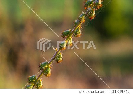 Common agrimony seeds, Latin name Agrimonia eupatoria 131839742