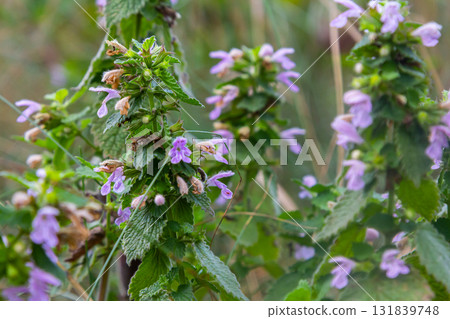 Hluchavka Lamium Tryphon Tournesol, pink Hluchavka Lamium Tryphon Tournesol, pink 131839748