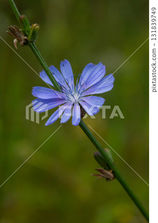 Beautiful chicory flowers grow on stems in the wild. Field of wild herbal plants. Green blurred natural background 131839749