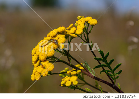Tansy Tanacetum vulgare wild plant in summer 131839754