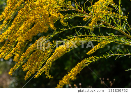 Canadian goldenrod, cluster of small yellow flower heads, close up. Solidago canadensis or brendiae is an ornamental perennial herb, herbaceous flowering plant of the family Asteraceae, Compositae Canadian goldenrod, cluster of small yellow flower heads, close up. Solidago canadensis or brendiae is an ornamental perennial herb, herbaceous flowering plant of the family Asteraceae, Compositae 131839762