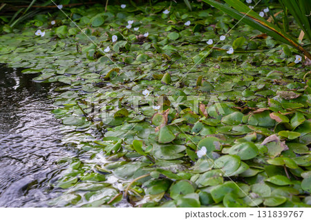 Hydrocharis morsus-ranae, frogbit, is a flowering plant belonging to the genus Hydrocharis in the family Hydrocharitaceae. It is a small floating plant resembling a small water lily 131839767