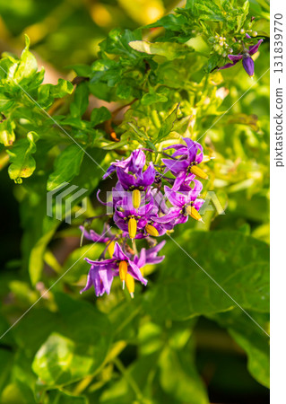 Bittersweet nightshade Solanum dulcamara flowers and buds with leaves. Place for text 131839770