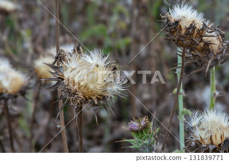 Milk thistle seed head - Latin name - Silybum marianum 131839771