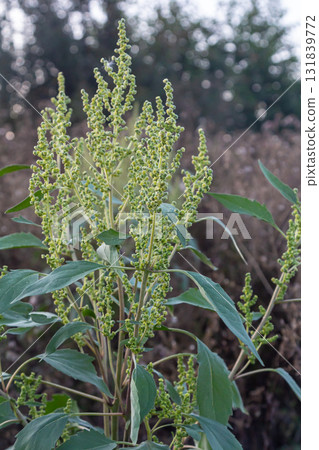 Chenopodium album, edible plant, common names include lamb's quarters, melde, goosefoot, white goosefoot, wild spinach, bathua and fat-hen 131839772