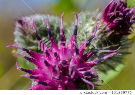 Arctium tomentosum, commonly known as the woolly burdock is a species of burdock belonging to the family Asteraceae Arctium tomentosum, commonly known as the woolly burdock is a species of burdock belonging to the family Asteraceae 131839775
