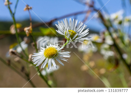 Erigeron annuus known as annual fleabane, daisy fleabane, or eastern daisy fleabane Erigeron annuus known as annual fleabane, daisy fleabane, or eastern daisy fleabane 131839777