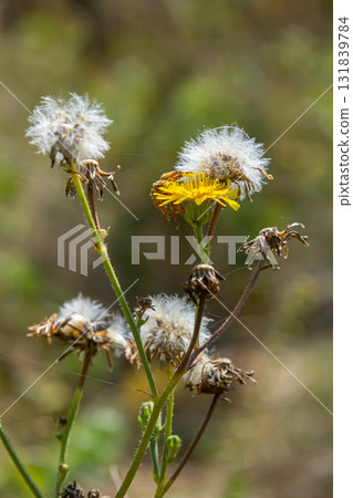 Hieracium laevigatum or smooth hawkweed. Hieracium, known by the common name hawkweed and classically as hierakion. Floral desktop background. Hieracium caespitosum, commonly known as meadow hawkweed Hieracium laevigatum or smooth hawkweed. Hieracium, known by the common name hawkweed and classically as hierakion. Floral desktop background. Hieracium caespitosum, commonly known as meadow hawkweed 131839784