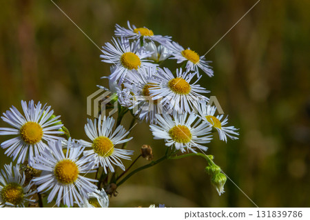Erigeron annuus known as annual fleabane, daisy fleabane, or eastern daisy fleabane 131839786