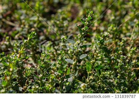 Thick carpet of herbaceous plant Polygonum aviculare otherwise Bird Highlander, knotweed, grass-ant, goose grass, bird buckwheat with buds. Thick carpet of herbaceous plant Polygonum aviculare otherwise Bird Highlander, knotweed, grass-ant, goose grass, bird buckwheat with buds. 131839787