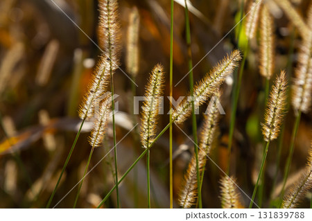 Setaria pumila in autumn in a wild field Setaria pumila in autumn in a wild field 131839788