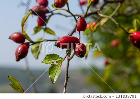 Red dog rose berries in autumn season. Many Red rosehip fruits and green leaves in sunny day Red dog rose berries in autumn season. Many Red rosehip fruits and green leaves in sunny day 131839791