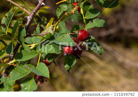 Red dog rose berries in autumn season. Many Red rosehip fruits and green leaves in sunny day Red dog rose berries in autumn season. Many Red rosehip fruits and green leaves in sunny day 131839792