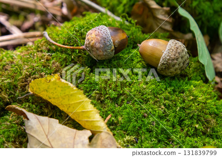 Autumn background fallen oak leaves and ripe acorns lie on the forest ground. Quercus robur, commonly known as petiolate oak, European oak 131839799