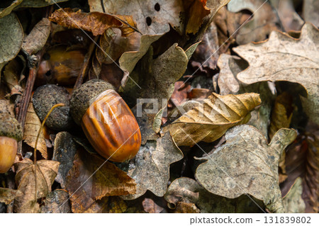 Autumn background fallen oak leaves and ripe acorns lie on the forest ground. Quercus robur, commonly known as petiolate oak, European oak 131839802