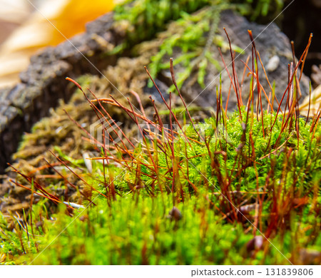Moss Atrichum undulatum close up shot local focus 131839806