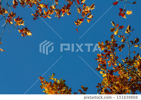 Backgrond of tree in autumn beech forest Backgrond of tree in autumn beech forest 131839808