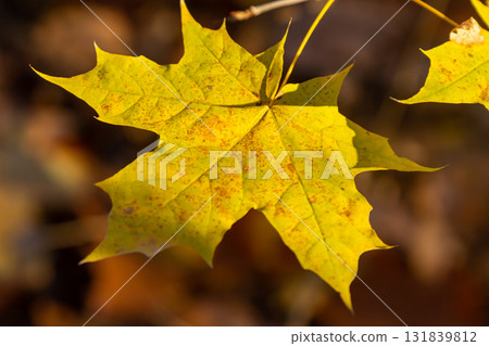 Autumn yellow maple leaf among green foliage. Early Autumn 131839812