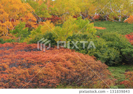 乘鞍的紅葉 乘鞍的紅葉 131839843