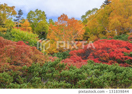 乘鞍的紅葉 131839844