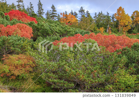 乘鞍的紅葉 乘鞍的紅葉 131839849