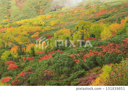 Autumn leaves at Norikura 131839851