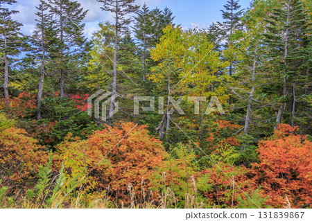 乘鞍的紅葉 131839867